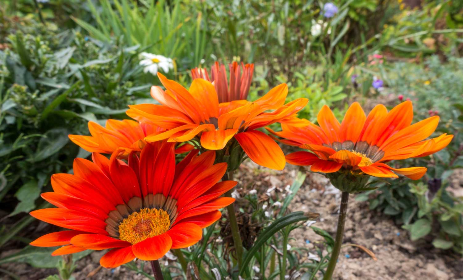 Vente de plante Saint Cyr-sur-Mer Vente de plante Saint Cyr-sur-Mer