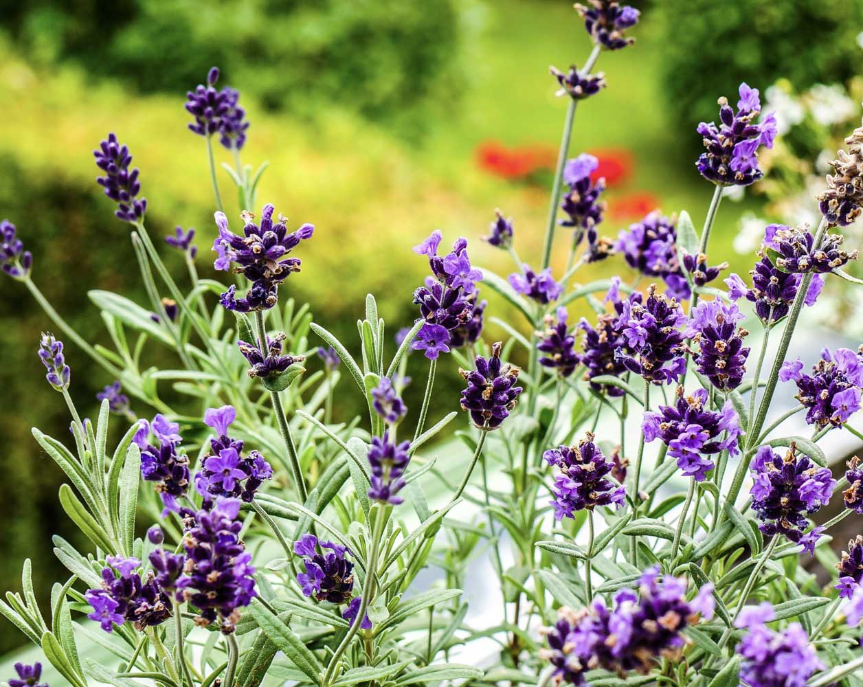 Vente de plante Saint Cyr-sur-Mer Vente de plante Saint Cyr-sur-Mer