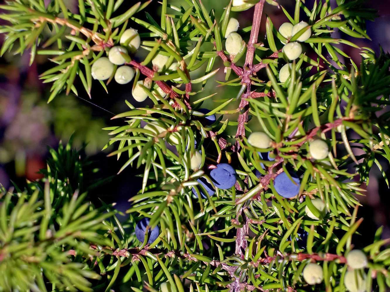 Vente de plante Saint Cyr-sur-Mer Vente de plante Saint Cyr-sur-Mer