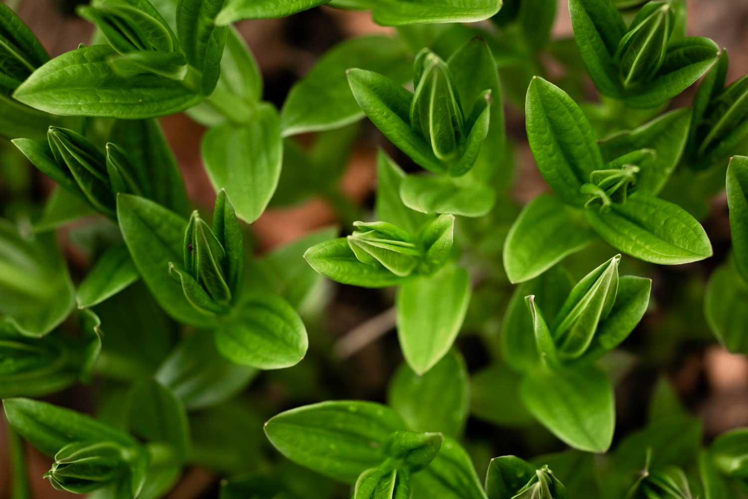 Vente de plante Saint Cyr-sur-Mer Vente de plante Saint Cyr-sur-Mer