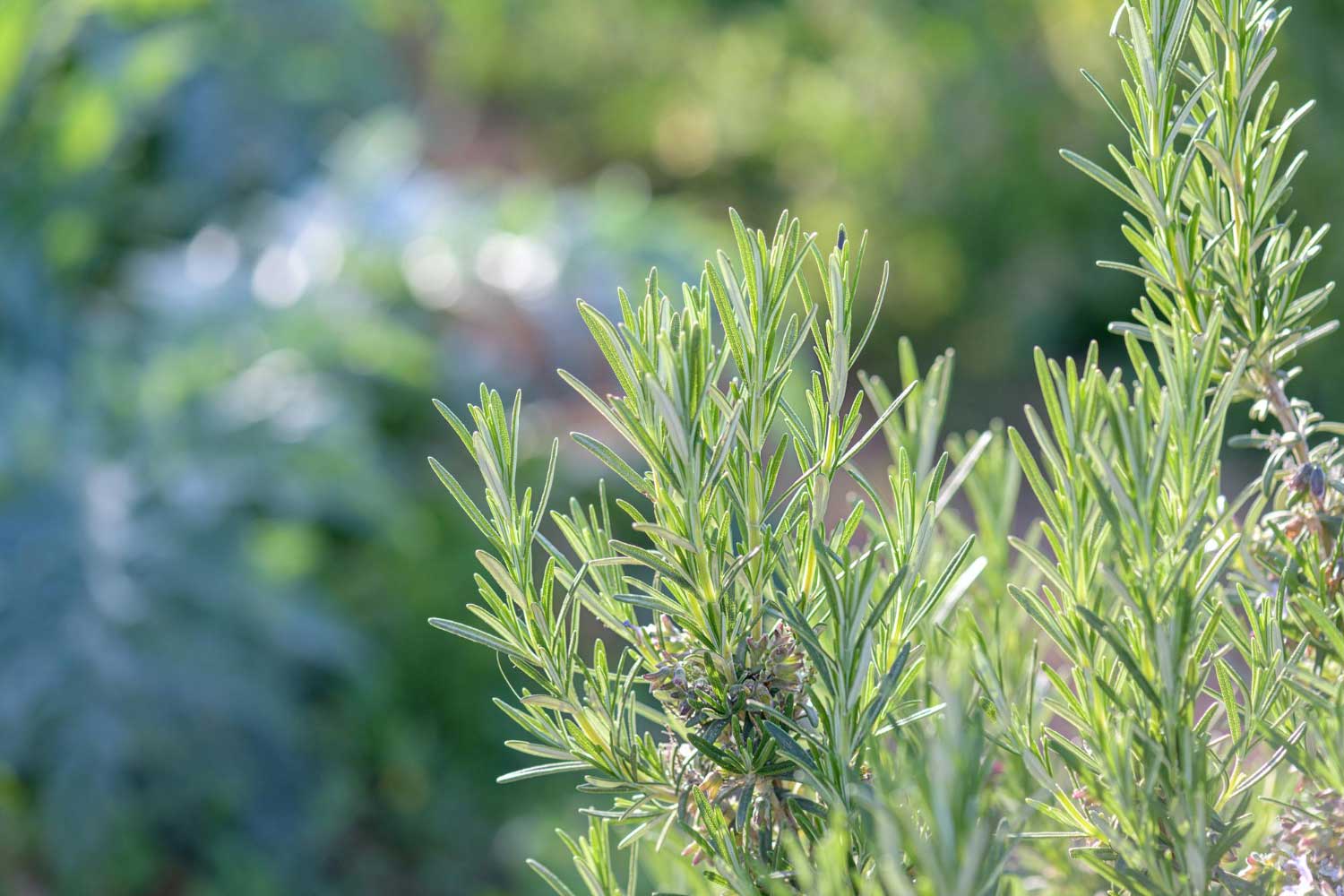 Vente de plante Saint Cyr-sur-Mer Vente de plante Saint Cyr-sur-Mer