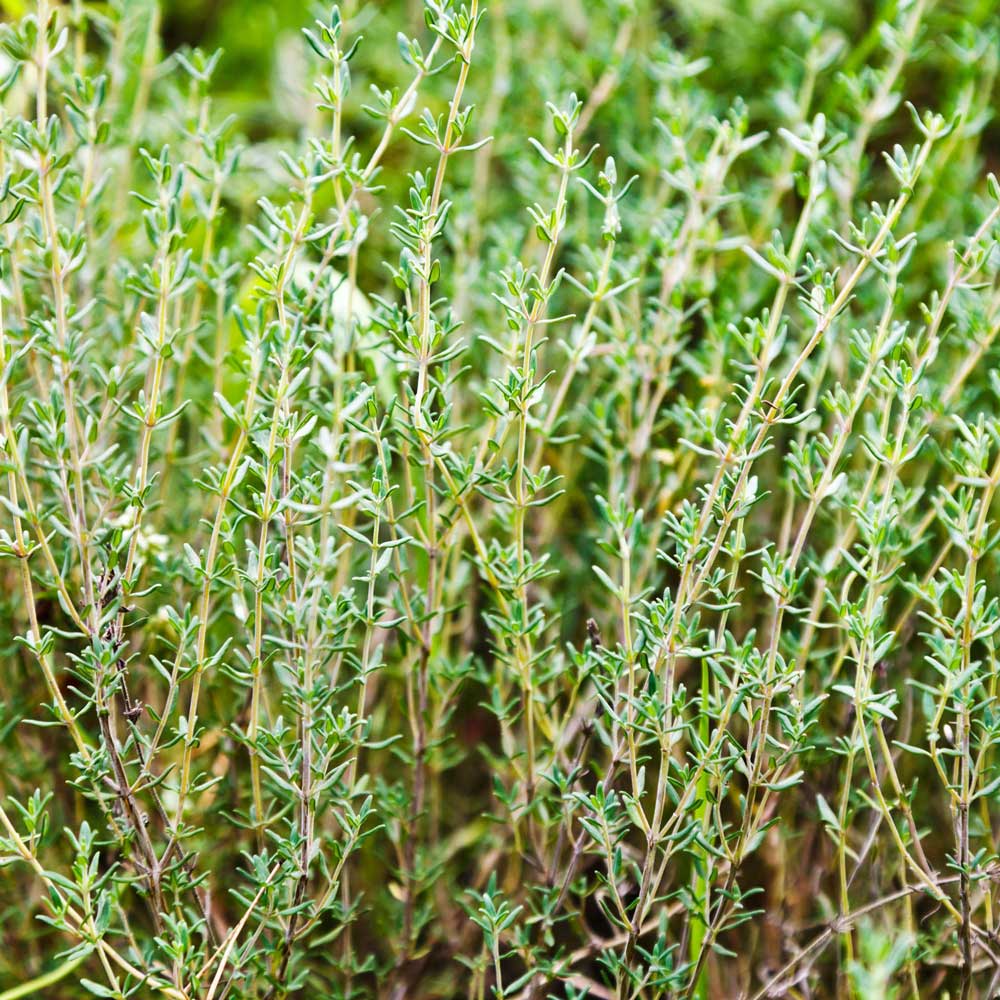 Vente de plante Saint Cyr-sur-Mer Vente de plante Saint Cyr-sur-Mer