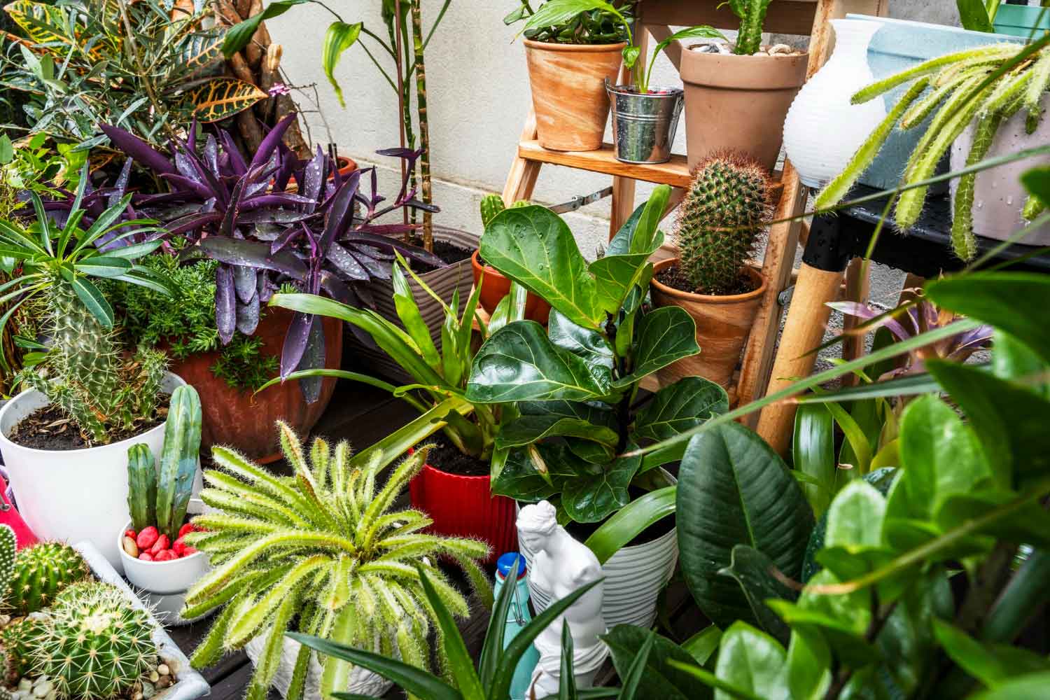 Vente de plante Saint Cyr-sur-Mer Vente de plante Saint Cyr-sur-Mer