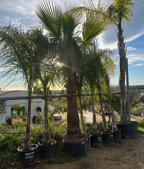 Conseil technique et entretien des plantes à Saint-Cyr-sur-Mer